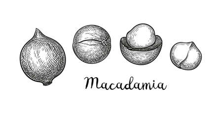 Ink sketch of Macadamia.のイラスト素材