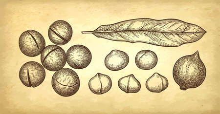 Ink sketch of Macadamia.のイラスト素材