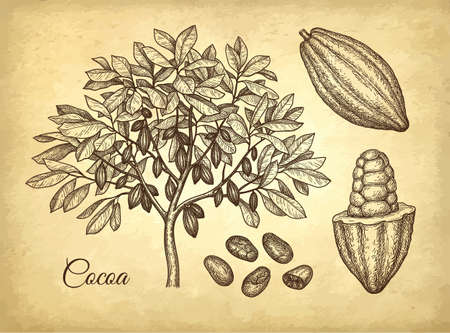 Ink sketch of cocoaの写真素材