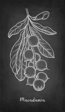 Chalk sketch of Macadamia.のイラスト素材