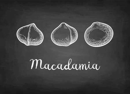 Chalk sketch of Macadamia.のイラスト素材
