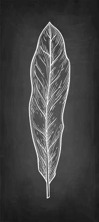 Chalk sketch of Macadamia leaf. Hand drawn vector illustration on blackboard background. Retro style.のイラスト素材