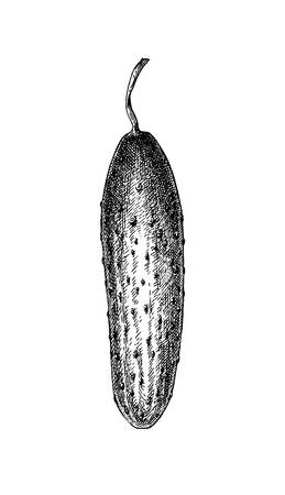 Ink sketch of cucumber isolated on white background. Hand drawn vector illustration. Retro style.のイラスト素材