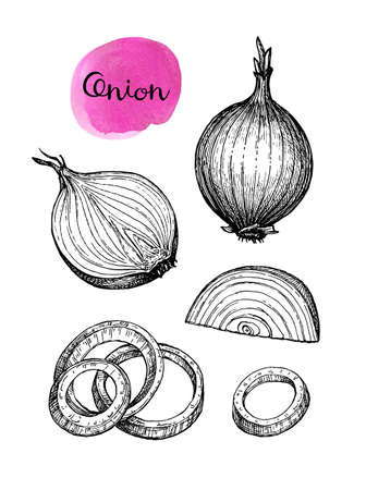 Ink sketch of onion.のイラスト素材