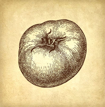 Ink sketch of tomato on old paper background. Hand drawn vector illustration. Retro style.のイラスト素材