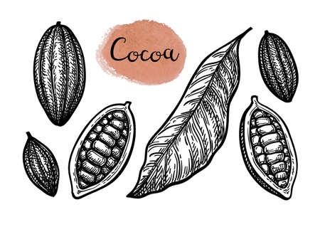 Cocoa set. Ink sketch isolated on white background. Hand drawn vector illustration. Retro style.のイラスト素材