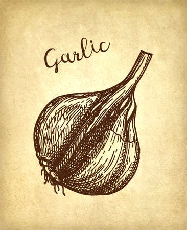 Ink sketch of garlic on old paper background. Hand drawn vector illustration. Retro style.のイラスト素材