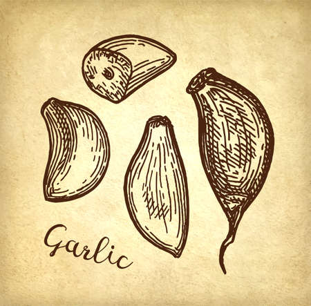 Ink sketch of garlic on old paper background. Hand drawn vector illustration. Retro style.のイラスト素材