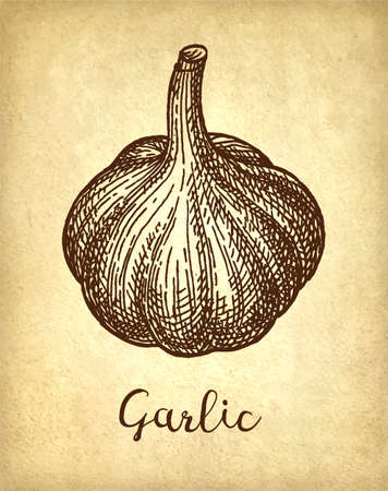 Ink sketch of garlic on old paper background. Hand drawn vector illustration. Retro style.のイラスト素材