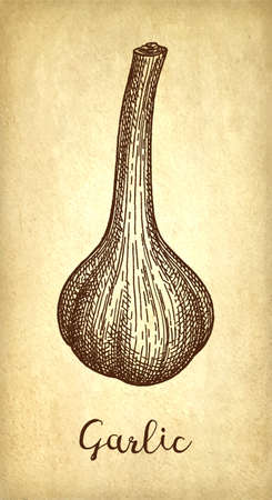 Ink sketch of garlic on old paper background. Hand drawn vector illustration. Retro style.のイラスト素材