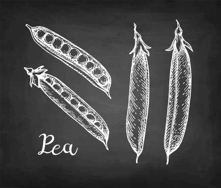 Chalk sketch of pea on blackboard background. Hand drawn vector illustration. Retro style.のイラスト素材