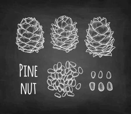 Chalk sketch of pine nutのイラスト素材