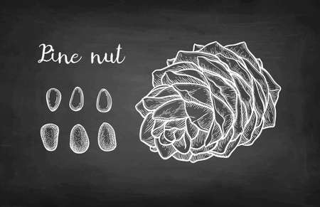 Chalk sketch of pine nutのイラスト素材