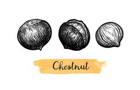 Ink sketch of chestnuts.のイラスト素材