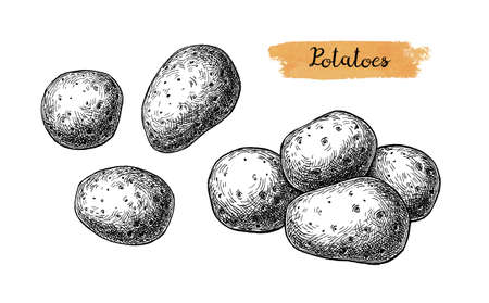 Ink sketch of potatoes.のイラスト素材