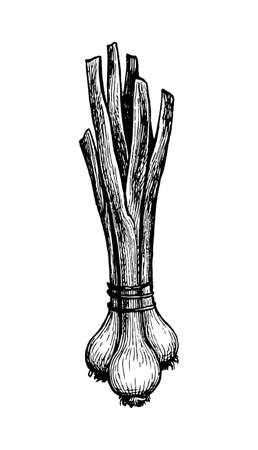 Ink sketch of scallions.のイラスト素材