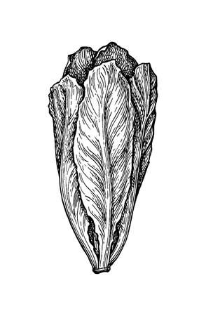 Ink sketch of lettuce.のイラスト素材