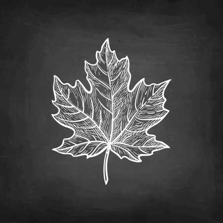 Chalk sketch of maple leaf.のイラスト素材