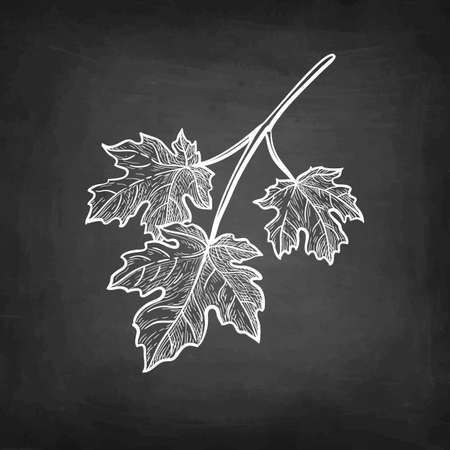 Chalk sketch of maple branch.のイラスト素材