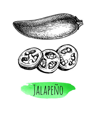 Ink sketch of jalapenoのイラスト素材
