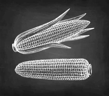 Chalk sketch set of corn.のイラスト素材
