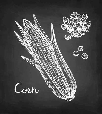 Chalk sketch set of corn.のイラスト素材