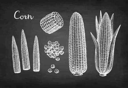 Chalk sketch set of corn.のイラスト素材
