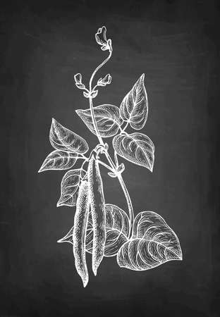 Chalk sketch of common beanのイラスト素材
