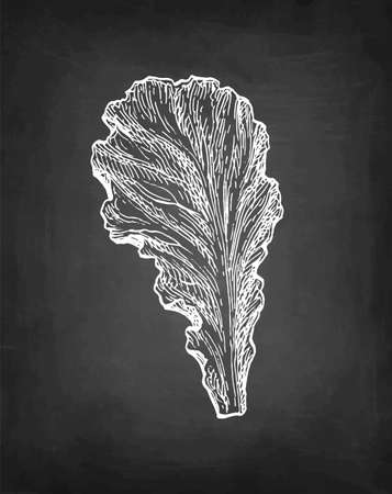 Chalk sketch of lettuce.のイラスト素材