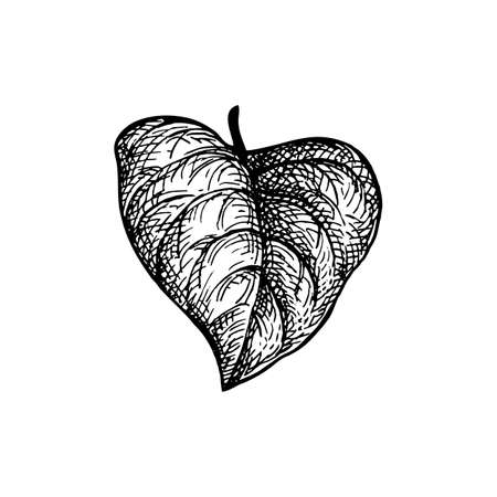 Ink sketch of heart shaped leaf.のイラスト素材