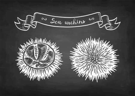 Chalk sketch of sea urchins.のイラスト素材