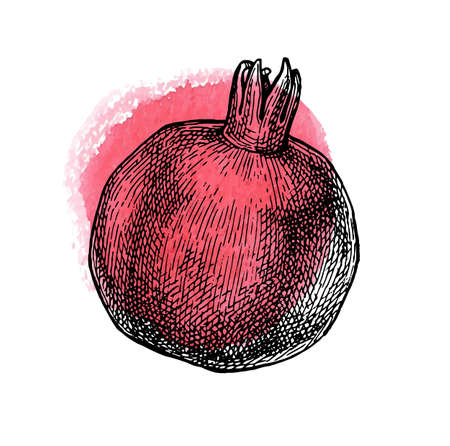 Ink sketch of pomegranate.のイラスト素材