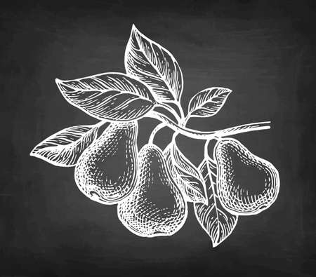 Chalk sketch of pear.のイラスト素材