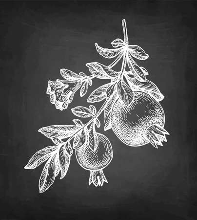 Pomegranate chalk sketch.のイラスト素材