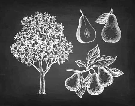 Chalk sketch of pear.のイラスト素材