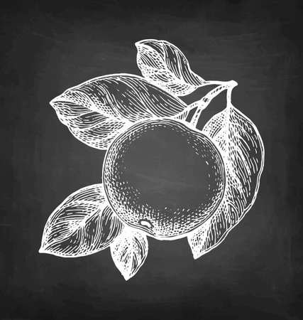 Chalk sketch of apple.のイラスト素材