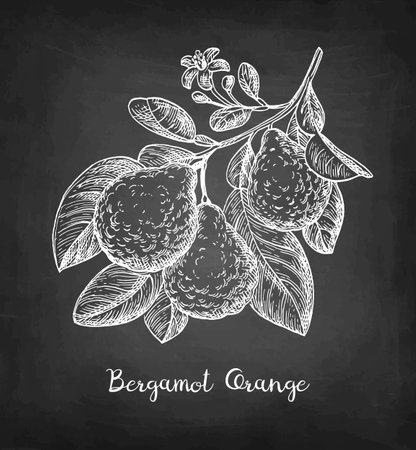 Chalk sketch of bergamot orangeのイラスト素材