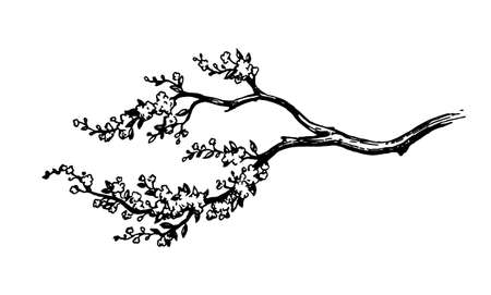Blooming cherry tree branch.のイラスト素材
