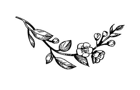 Blooming cherry branch.のイラスト素材