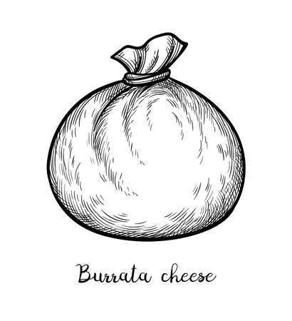 Burrata cheese ink sketch.のイラスト素材