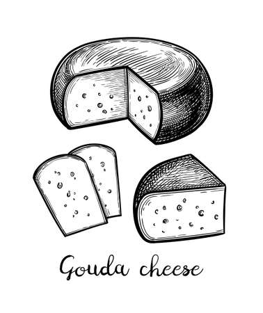 Gouda cheese ink sketch.のイラスト素材