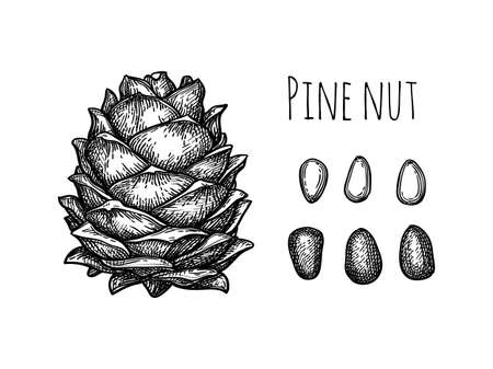 Pine nut cone and nuts.のイラスト素材