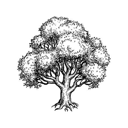 Oak tree ink sketch.のイラスト素材