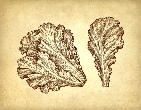 Ink drawing of lettuce.のイラスト素材
