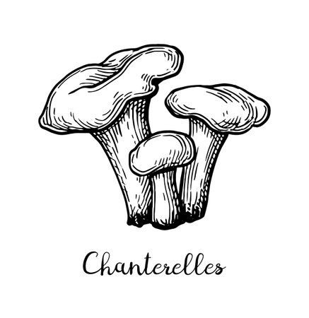 Chanterelles mushroom ink sketch.のイラスト素材