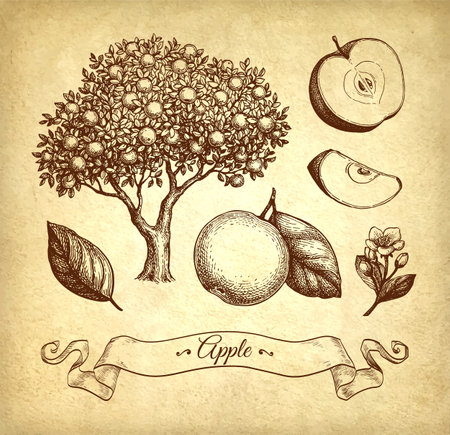 Apple set ink sketches.のイラスト素材