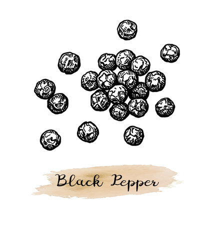Black pepper ink sketch.のイラスト素材