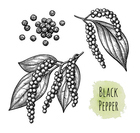 Black pepper and peppercorns.のイラスト素材