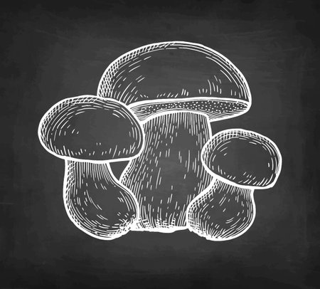 Penny bun mushroom and half chalk sketch..のイラスト素材