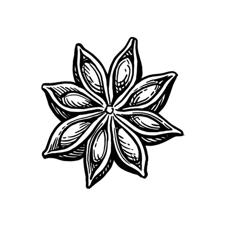 Star Anise ink sketch.のイラスト素材